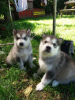 Photo №1. alaskan malamute - for sale in the city of Heidelberg | 423$ | Announcement № 127287