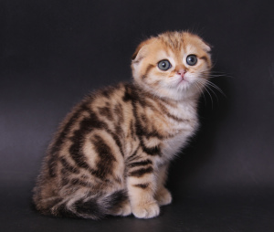 Photo №1. scottish fold - for sale in the city of Astana | 300$ | Announcement № 489