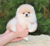 Photo №2 to announcement № 102266 for the sale of pomeranian - buy in United States private announcement