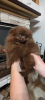 Photo №2 to announcement № 77863 for the sale of pomeranian - buy in Czech Republic breeder