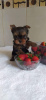 Photo №2 to announcement № 46212 for the sale of yorkshire terrier - buy in Turkey breeder