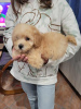 Photo №1. poodle (toy) - for sale in the city of Kragujevac | negotiated | Announcement № 94698