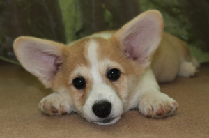 Photo №4. I will sell welsh corgi in the city of Pavlograd. private announcement - price - 750$