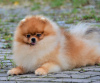 Photo №2 to announcement № 112145 for the sale of pomeranian - buy in Romania private announcement