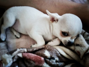 Photo №2 to announcement № 1213 for the sale of chihuahua - buy in Belarus breeder