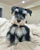 Photo №4. I will sell schnauzer in the city of Шуя. breeder - price - 500$