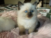Photo №2 to announcement № 96925 for the sale of ragdoll - buy in Germany private announcement, from nursery