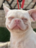 Photo №1. french bulldog - for sale in the city of Belgrade | negotiated | Announcement № 107775