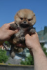 Photo №4. I will sell pomeranian in the city of Minsk. from nursery - price - 800$