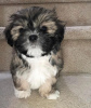 Photo №1. shih tzu - for sale in the city of Бреда | Is free | Announcement № 99893
