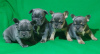 Photo №1. french bulldog - for sale in the city of Duisburg | 475$ | Announcement № 41586