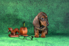 Photo №1. dachshund - for sale in the city of Kaliningrad | 1162$ | Announcement № 83994