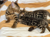 Additional photos: Urgently selling cute bengal kittens