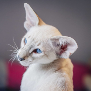 Photo №2 to announcement № 1840 for the sale of oriental shorthair - buy in Russian Federation private announcement