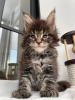 Photo №4. I will sell maine coon in the city of Франкфурт-на-Майне. private announcement - price - 423$