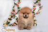 Photo №3. Pomeranian puppies, excellent, purebred. Serbia