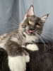Photo №1. maine coon - for sale in the city of Вязьма | negotiated | Announcement № 10567