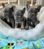 Photo №1. french bulldog - for sale in the city of Norovshchina | 296$ | Announcement № 72308