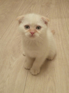 Photo №2 to announcement № 1428 for the sale of scottish fold - buy in Russian Federation private announcement