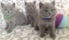 Photo №1. british shorthair - for sale in the city of Антверпен | negotiated | Announcement № 75556