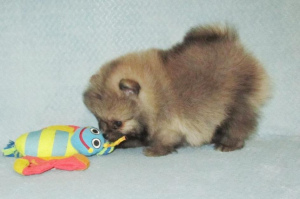 Photo №4. I will sell pomeranian in the city of St. Petersburg. private announcement, from nursery - price - 323$