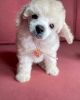 Additional photos: toy poodle puppies