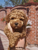 Photo №3. poodle. Serbia