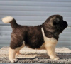 Additional photos: American Akita, puppies available