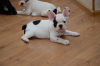 Photo №2 to announcement № 120661 for the sale of french bulldog - buy in Germany private announcement