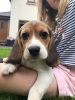 Photo №1. beagle - for sale in the city of Berlin | Is free | Announcement № 116069