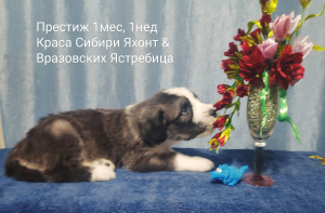 Additional photos: South Russian Shepherd Puppies