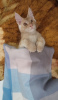 Photo №2 to announcement № 88825 for the sale of maine coon - buy in Russian Federation from nursery, breeder