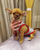 Photo №2 to announcement № 81792 for the sale of chihuahua - buy in Russian Federation from nursery, breeder
