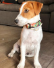 Photo №1. jack russell terrier - for sale in the city of Stockholm | negotiated | Announcement № 55656