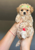 Photo №3. Cute Maltipoo puppy for adoption. Germany