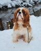 Photo №3. Gorgeous male Cavalier King Charles Spaniel. Russian Federation