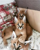 Photo №3. Serval cat, Ocelot cat, Caracal cat For available. Germany