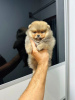 Additional photos: Pomeranians puppies