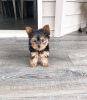 Photo №2 to announcement № 84734 for the sale of yorkshire terrier - buy in Australia private announcement