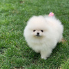 Photo №3. pomeranian. Germany