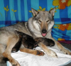 Photo №4. I will sell czechoslovakian wolfdog in the city of Москва. breeder - price - negotiated