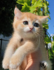 Photo №1. british shorthair - for sale in the city of Izhevsk | 781$ | Announcement № 112319