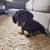 Photo №1. dachshund - for sale in the city of Berlin | negotiated | Announcement № 23915