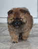 Photo №1. chow chow - for sale in the city of Belgrade | 264$ | Announcement № 108974