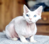 Photo №2 to announcement № 123673 for the sale of devon rex - buy in Germany private announcement