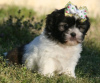 Photo №2 to announcement № 36388 for the sale of shih tzu - buy in Germany 