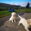 Photo №3. Two lovely Golden Retriever Puppies with pedigree. Belgium