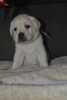 Additional photos: Labrador Retriever