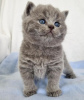 Photo №2 to announcement № 122121 for the sale of british shorthair - buy in United States private announcement