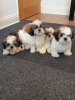 Photo №1. shih tzu - for sale in the city of Virginia Beach | 500$ | Announcement № 63475